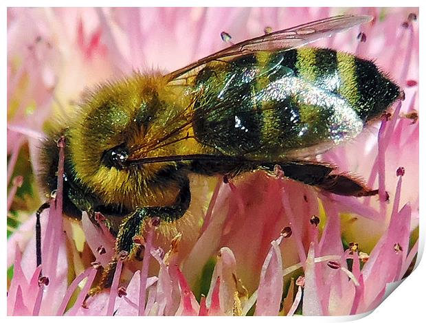2311-bee on flower Print by elvira ladocki