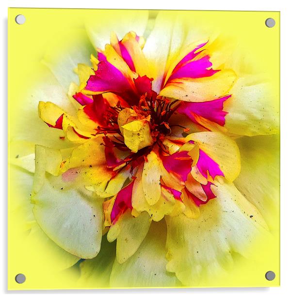 2317-NICE FLOWER Acrylic by elvira ladocki