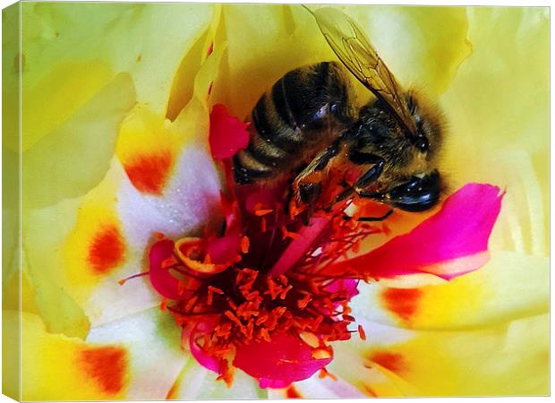 BEE ON FLOWER Canvas Print by elvira ladocki