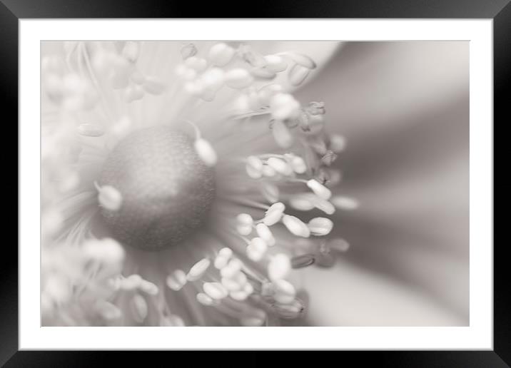 Close Up Floral Beauty in Neutral Colors Framed Mounted Print by Natalie Kinnear