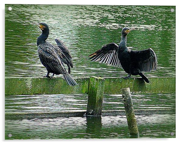 Cormorants in the Park. Acrylic by Lilian Marshall