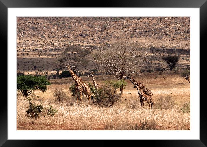 JST1827 Masai Giraffe Framed Mounted Print by Jim Tampin