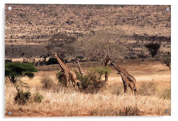 JST1827 Masai Giraffe Acrylic by Jim Tampin