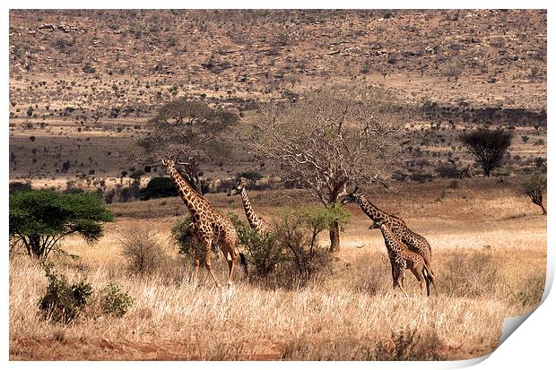 JST1827 Masai Giraffe Print by Jim Tampin