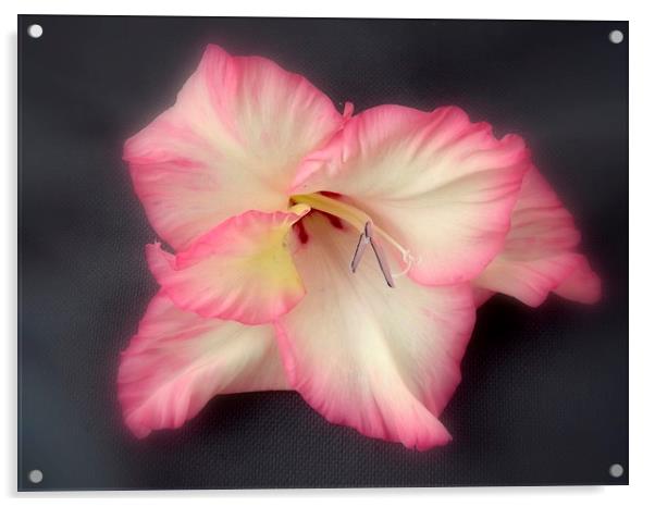 Gladiola , soft background Acrylic by Bill Lighterness