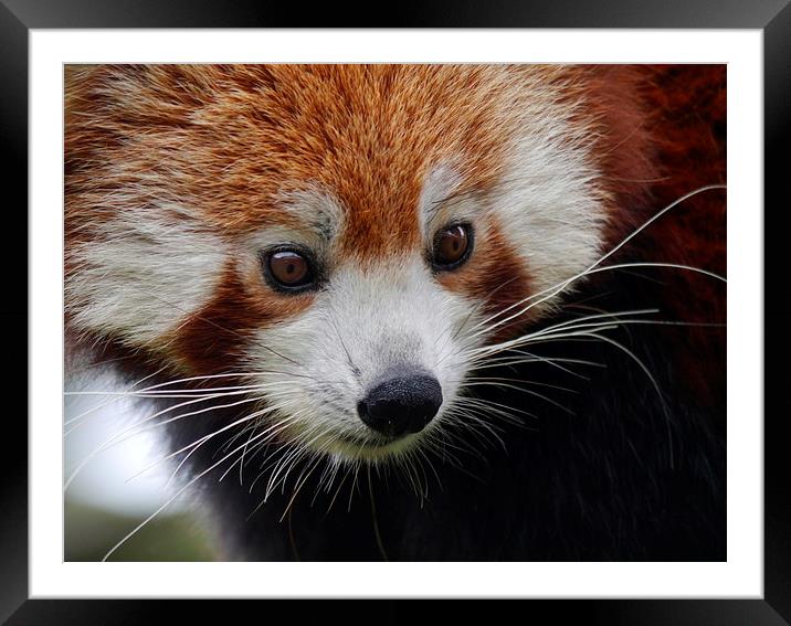 Red Panda Portrait Framed Mounted Print by sharon bennett
