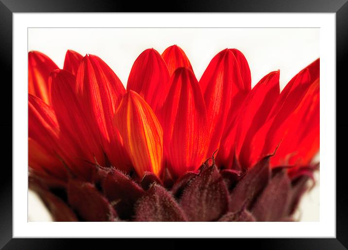 Red Sunflower Framed Mounted Print by Mary Lane