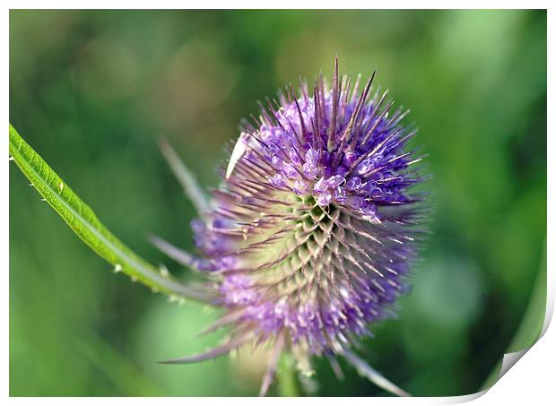 Purple Thistle Print by Maria Carter