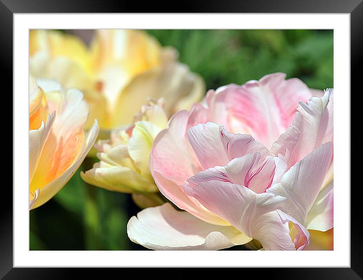 Flowers pink and Yellow Framed Mounted Print by Maria Carter