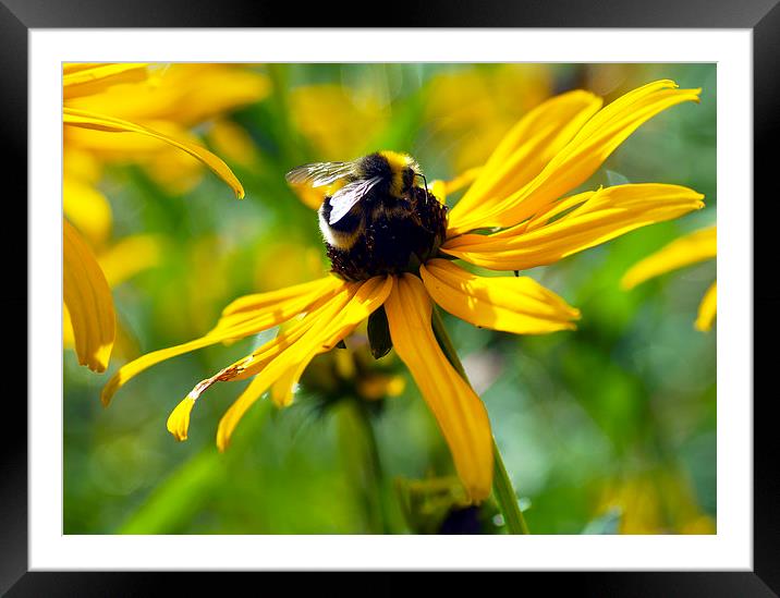 Bee pollen gathering Framed Mounted Print by Maria Carter