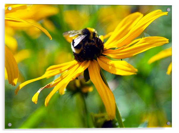 Bee pollen gathering Acrylic by Maria Carter