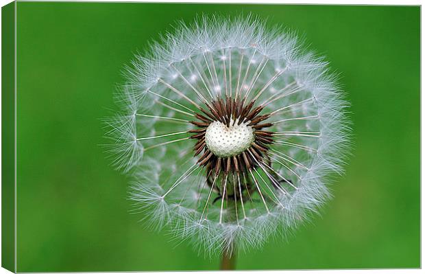 Perfect dandelion Canvas Print by Maria Carter