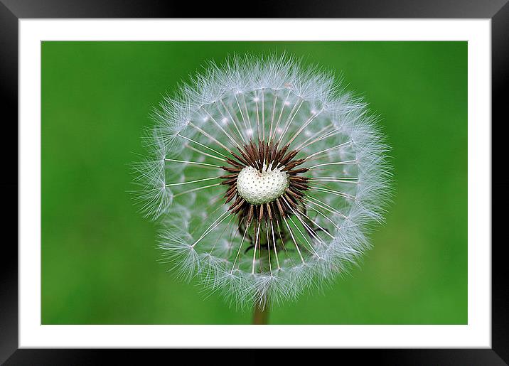 Perfect dandelion Framed Mounted Print by Maria Carter