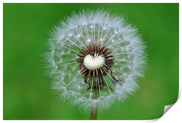 Perfect dandelion Print by Maria Carter