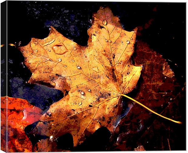 Leaf in Pond Canvas Print by james balzano, jr.