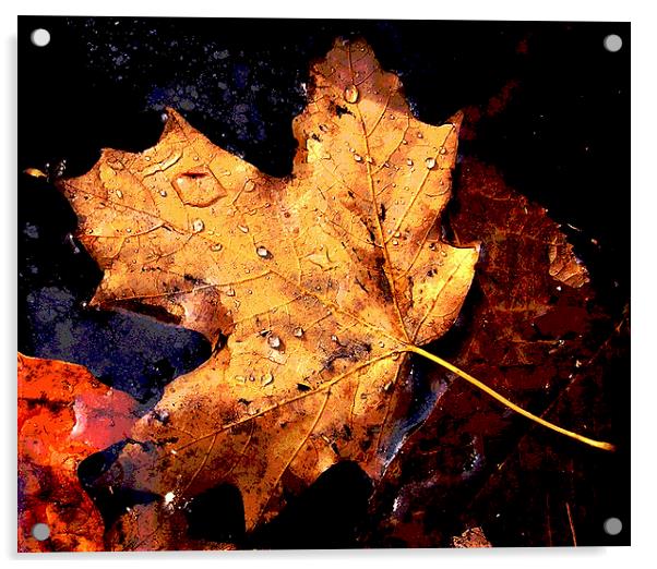 Leaf in Pond Acrylic by james balzano, jr.