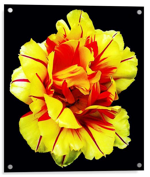 Double Tulip Acrylic by james balzano, jr.