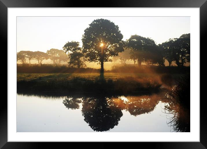 Oak tree in the mist Framed Mounted Print by Andrew chittock