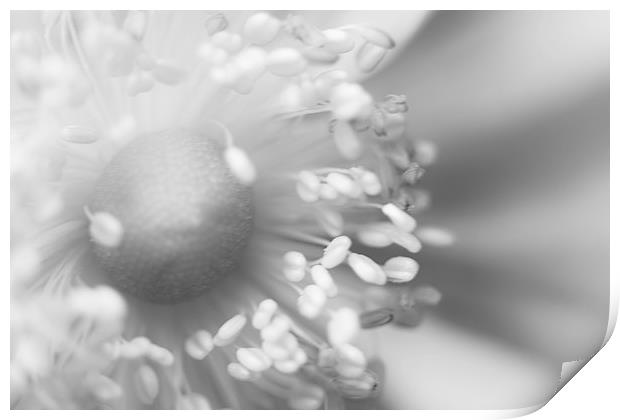 Close Up Floral Beauty in Black and White Print by Natalie Kinnear