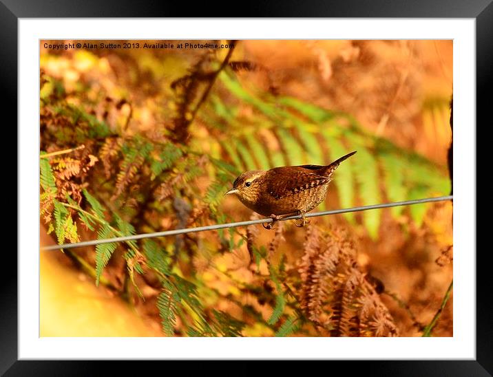 Bird on a wire Framed Mounted Print by Alan Sutton