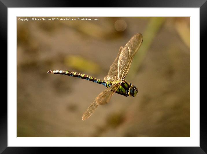 Dragonfly Airbourne ! Framed Mounted Print by Alan Sutton