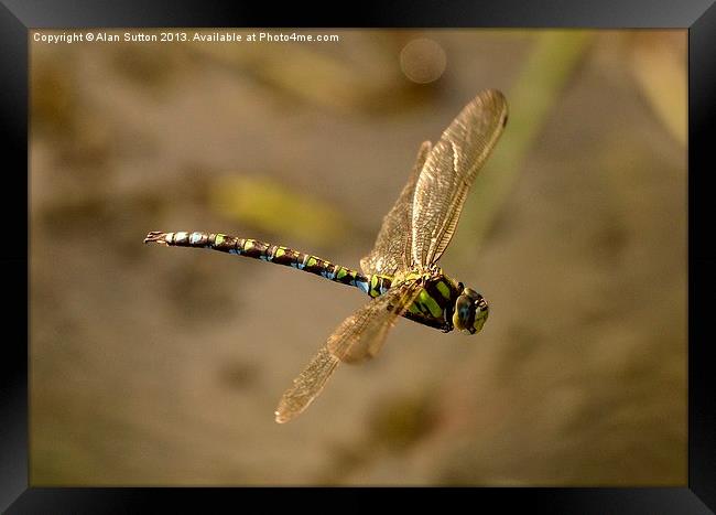 Dragonfly Airbourne ! Framed Print by Alan Sutton
