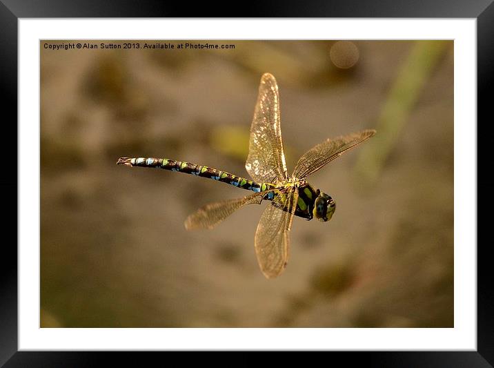 Dragon - flying ! Framed Mounted Print by Alan Sutton