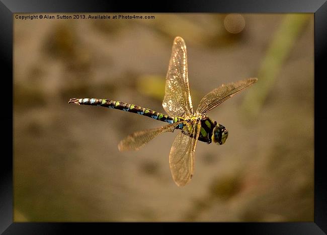 Dragon - flying ! Framed Print by Alan Sutton