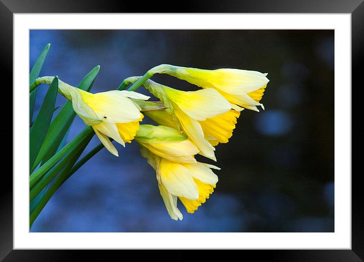 Wild Daffodil Framed Mounted Print by Jim Alford