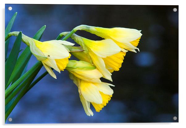Wild Daffodil Acrylic by Jim Alford
