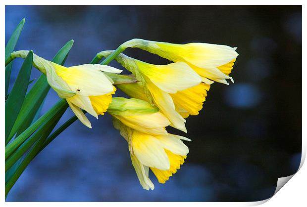 Wild Daffodil Print by Jim Alford