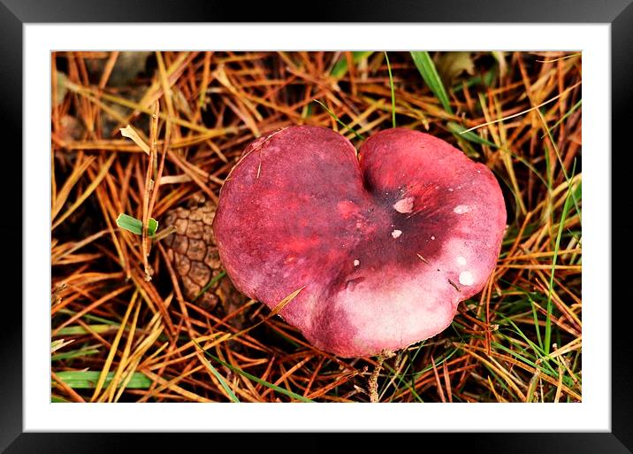 Theres shroom in my heart for you ! Framed Mounted Print by Alan Sutton