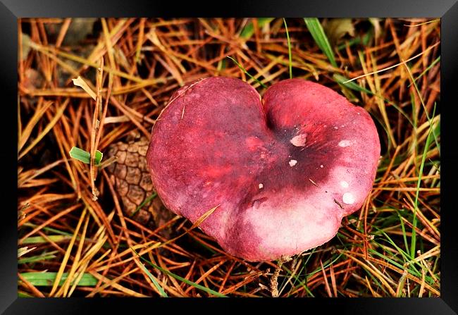 Theres shroom in my heart for you ! Framed Print by Alan Sutton
