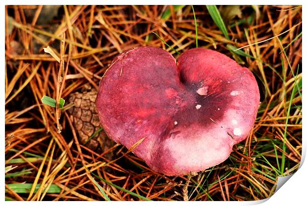 Theres shroom in my heart for you ! Print by Alan Sutton