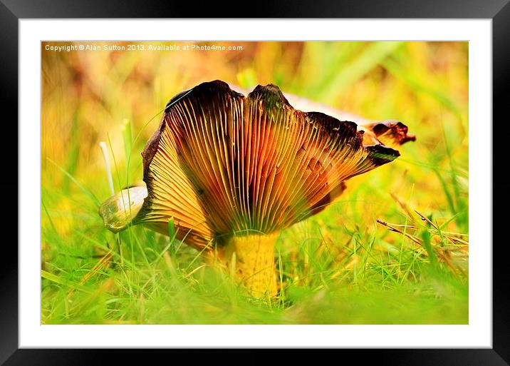 Autumnal Fungi Framed Mounted Print by Alan Sutton