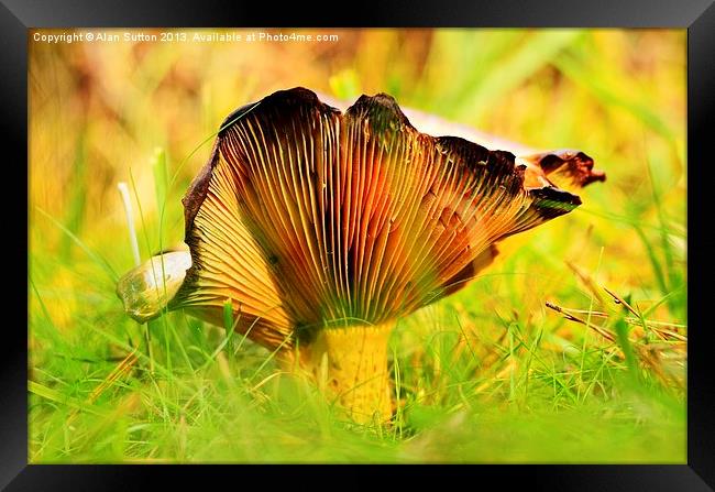 Autumnal Fungi Framed Print by Alan Sutton