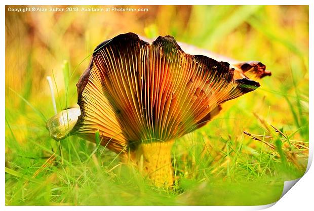 Autumnal Fungi Print by Alan Sutton