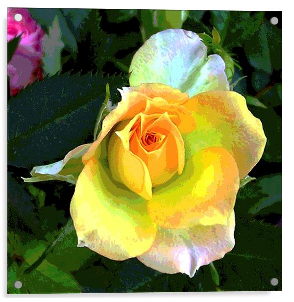 Heavenly Miniature Rose Acrylic by james balzano, jr.