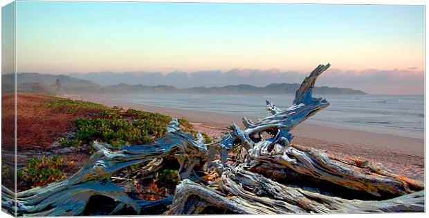 Driftwood on the Beach Canvas Print by james balzano, jr.