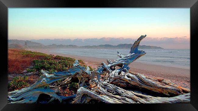 Driftwood on the Beach Framed Print by james balzano, jr.