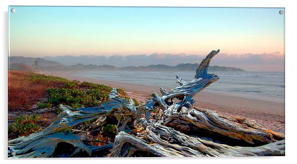 Driftwood on the Beach Acrylic by james balzano, jr.