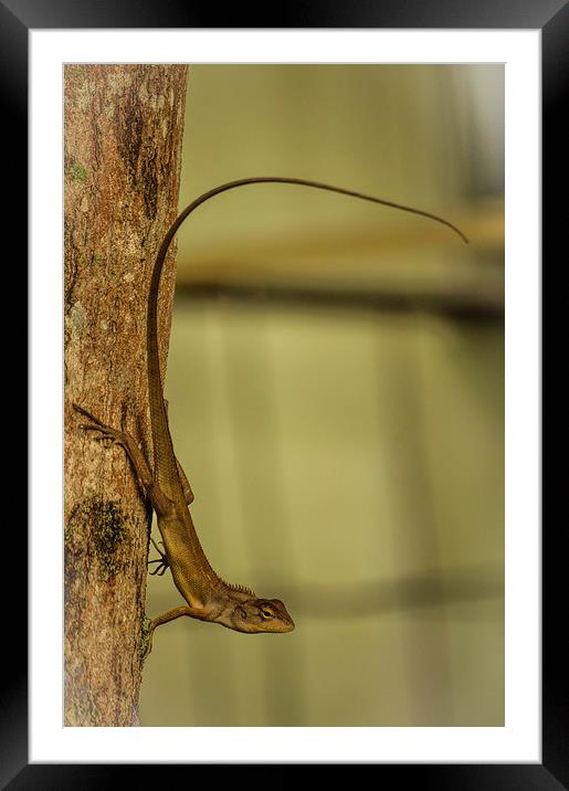 Lizard clinging on the tree.. Framed Mounted Print by Telmo Zaldivar Jr