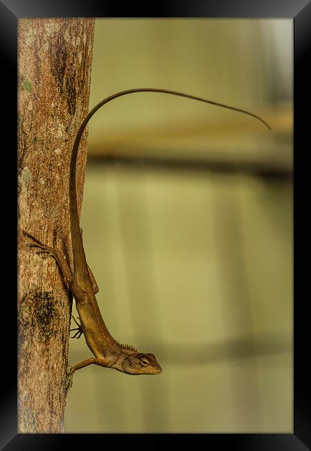 Lizard clinging on the tree.. Framed Print by Telmo Zaldivar Jr