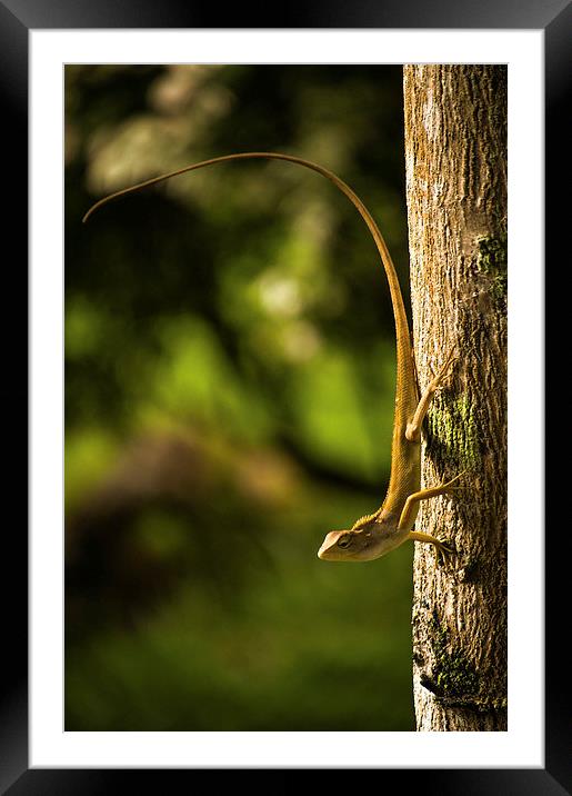 Lizard ready to jump... Framed Mounted Print by Telmo Zaldivar Jr