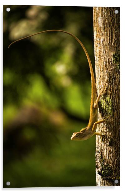 Lizard ready to jump... Acrylic by Telmo Zaldivar Jr