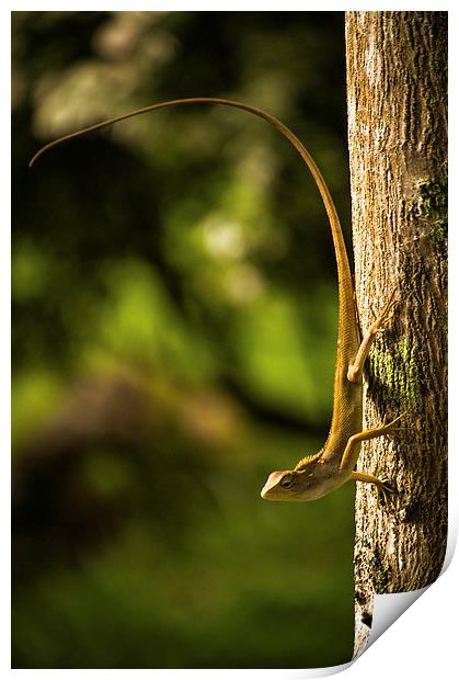 Lizard ready to jump... Print by Telmo Zaldivar Jr