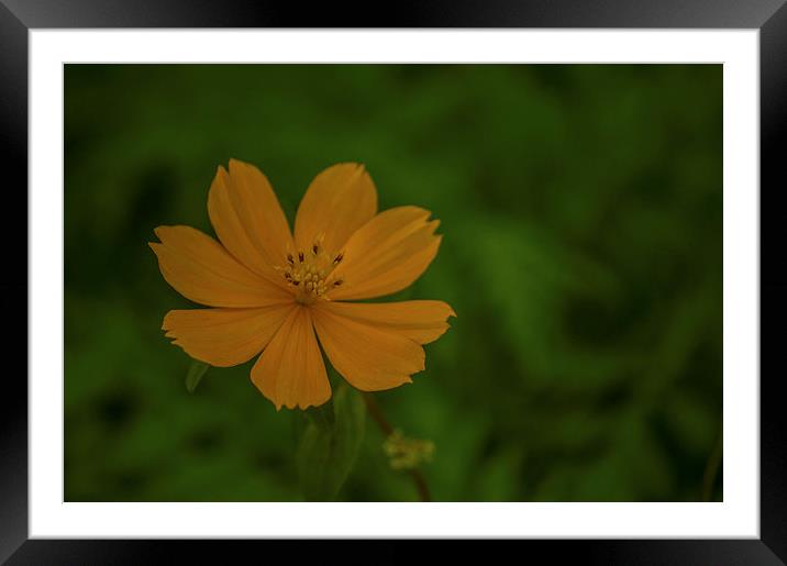 Yellow orange flower... Framed Mounted Print by Telmo Zaldivar Jr