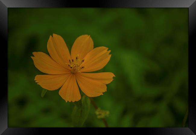 Yellow orange flower... Framed Print by Telmo Zaldivar Jr