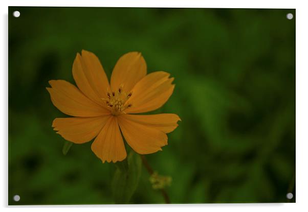 Yellow orange flower... Acrylic by Telmo Zaldivar Jr