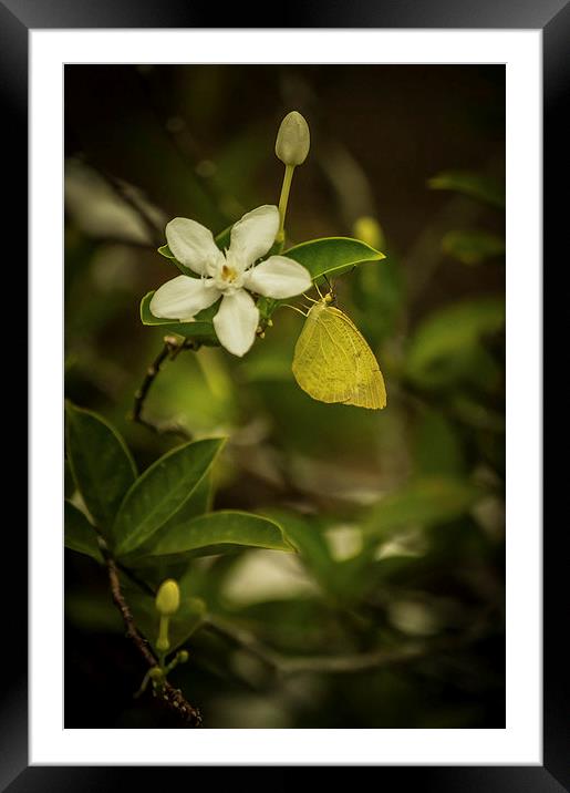 Butterfly and Flower Framed Mounted Print by Telmo Zaldivar Jr